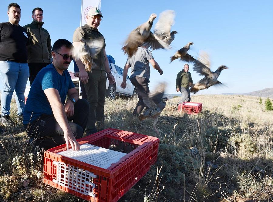 Kınalı keklikler doğaya bırakıldı