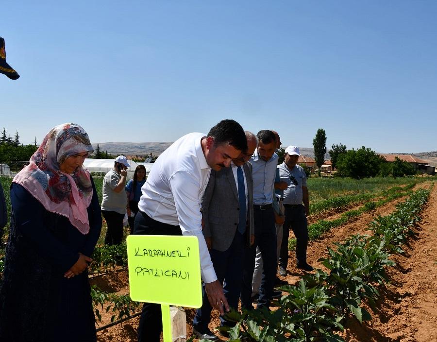 Ata tohumları ürünlerini veriyor