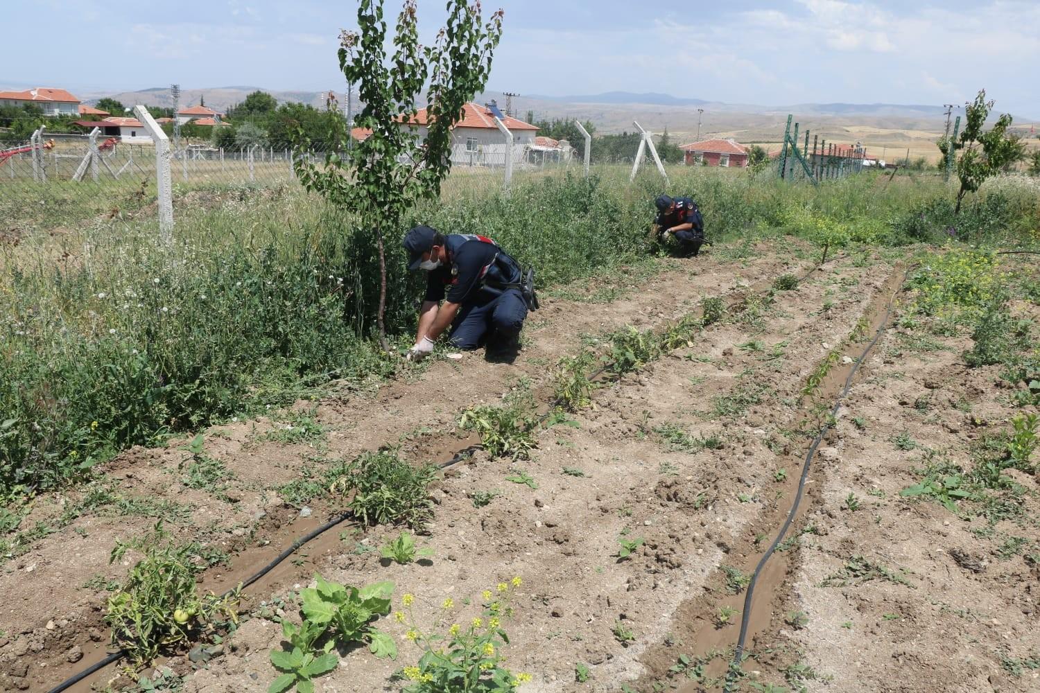 Kırıkkale'de 112 kök kenevir bitkisi ele geçirildi