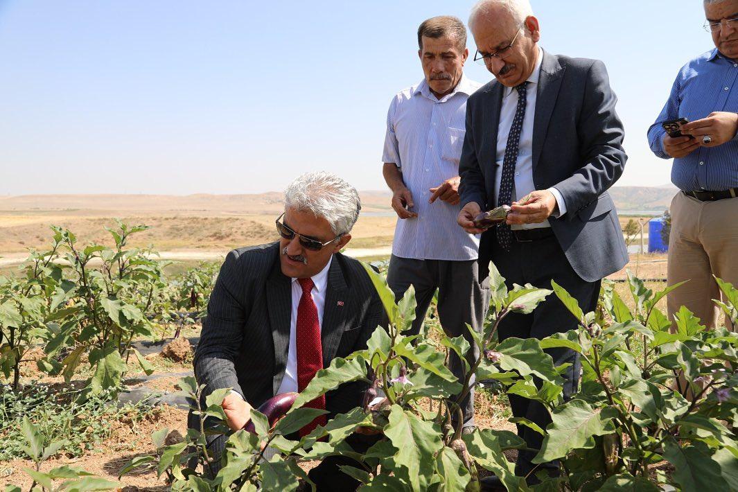 Yerel Tohumların Hasadı Devam Ediyor