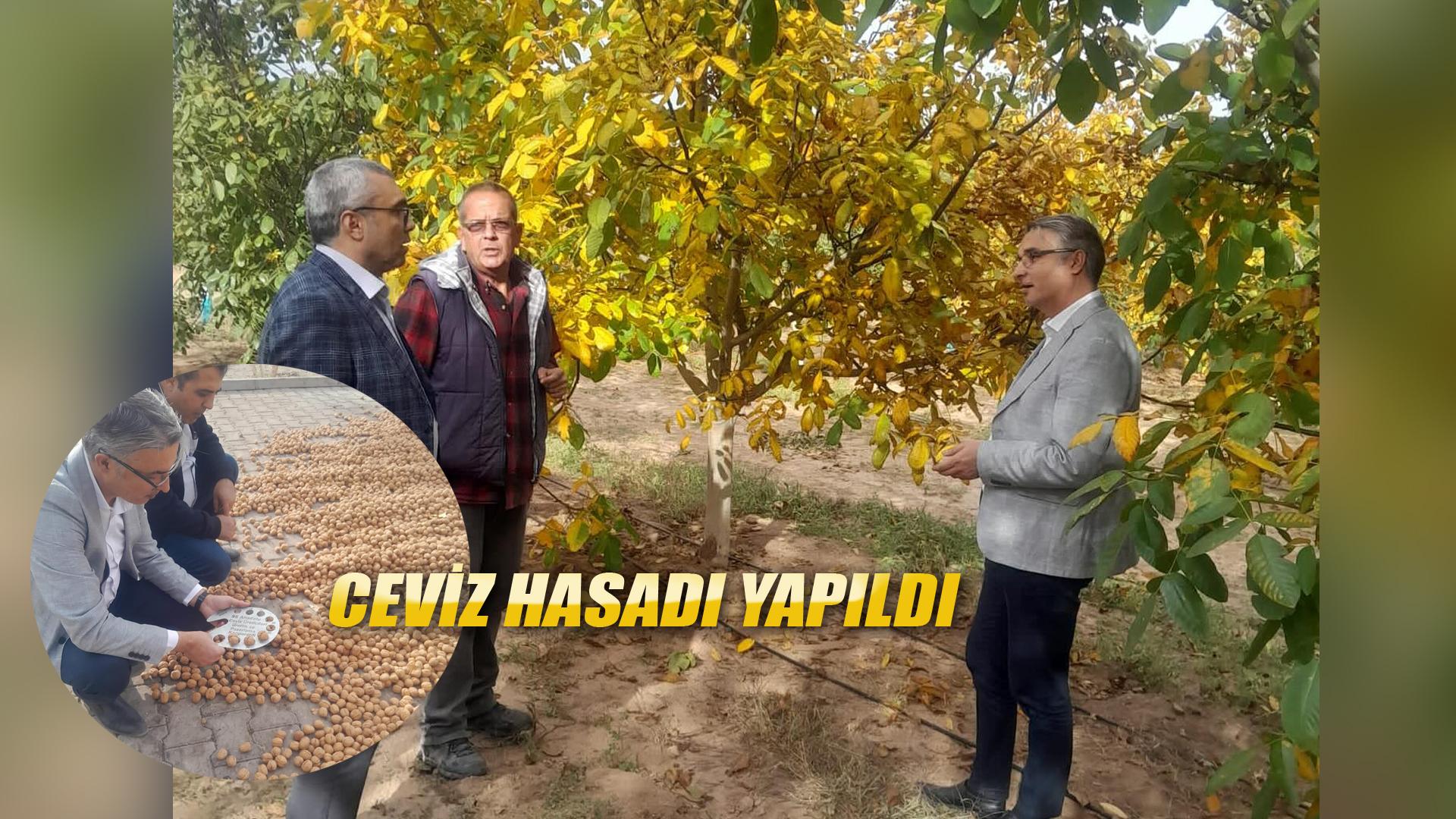 CEVİZ HASADI YAPILDI