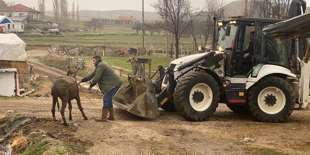 Bataklığa saplanan eşek kepçeyle kurtarıldı