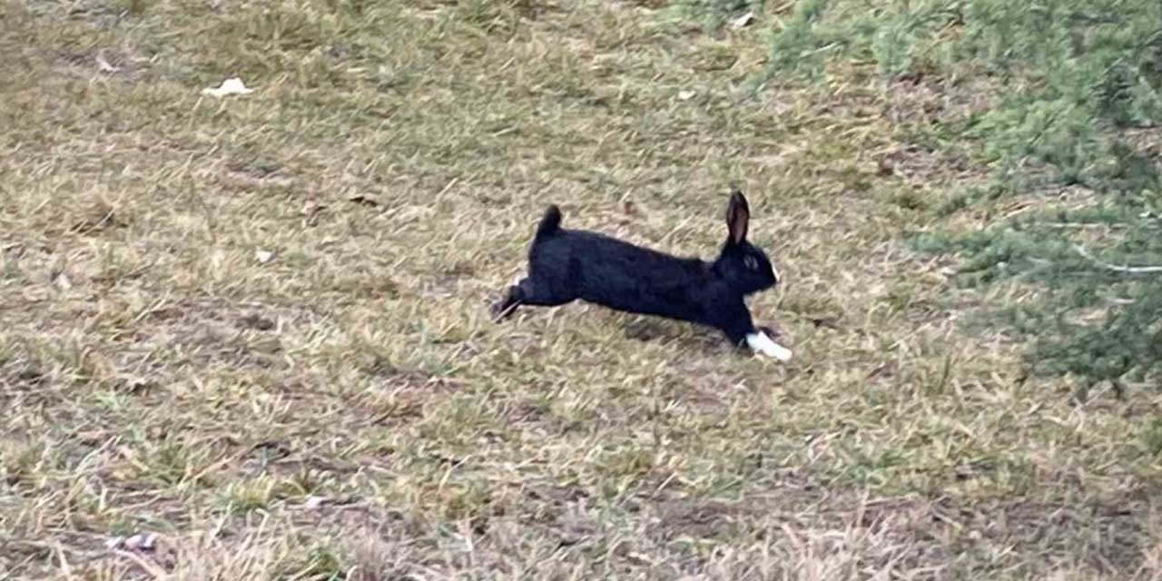 Tavşanlar kaçtı, ekipler tuttu