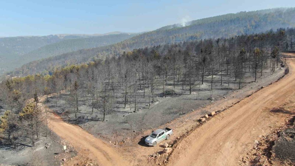 Yürek yakan manzara: Ormanlık alandaki tahribat havadan görüntülendi